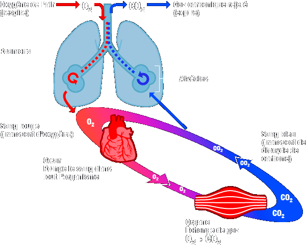 Diagramme qui illustre le texte précédant