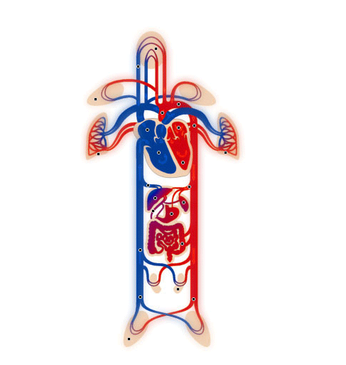 Circulation du sang dans le coeur et  voies de la circulation sanguine