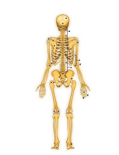 Le squelette postérieur