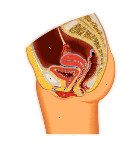 L’organe génital de la femme - coupe sagittal