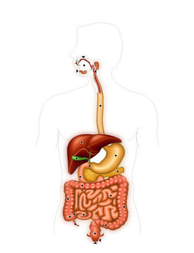 Bioweb | Système digestif